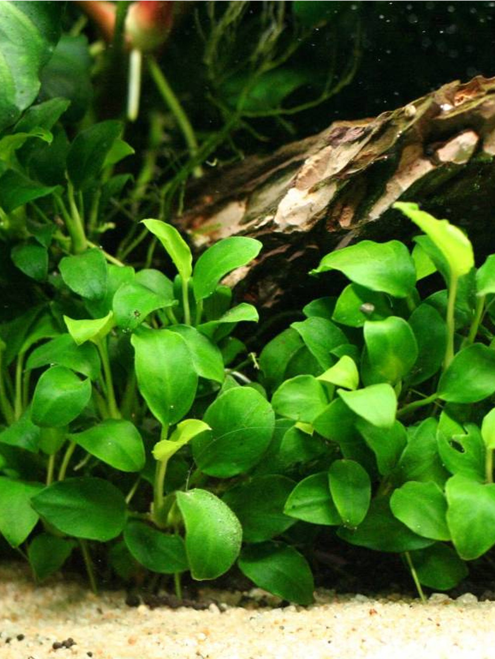ANU006 anubias-barteri nana mini