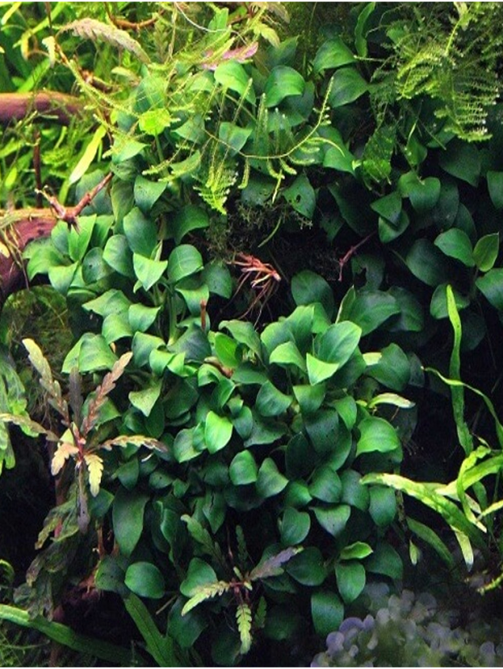 ANU007 Anubias nana mini mini