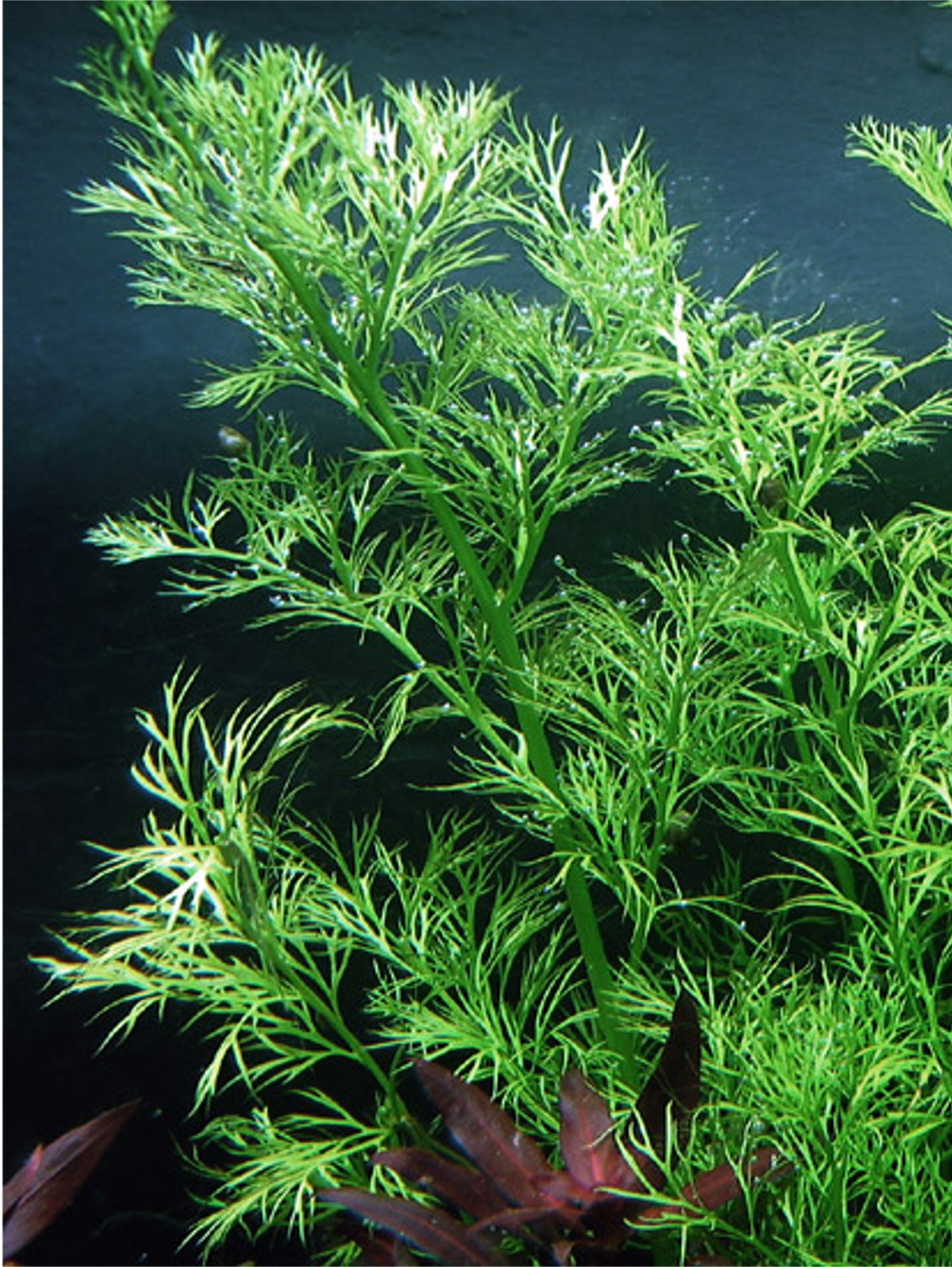CER001 Ceratopteris thalictroides