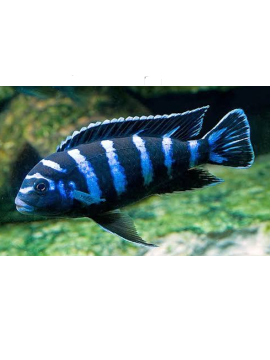 CIC0036 Pseudotropheus Demasoni