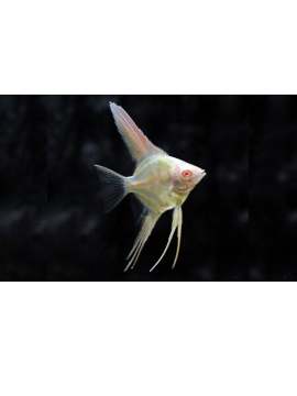 CIC0060 ESCALAR ALBINO