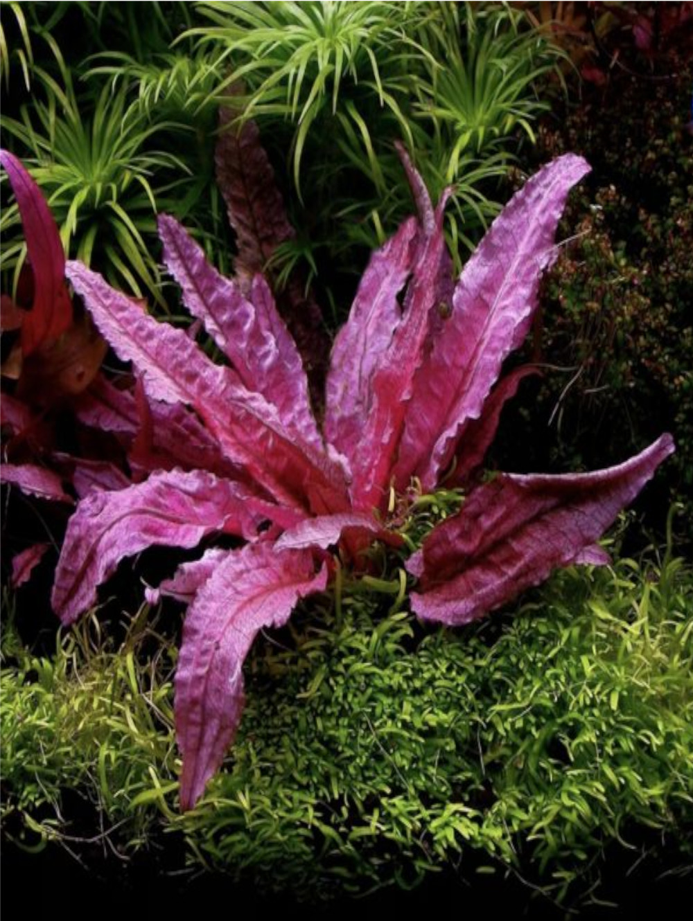 CRY003 Cryptocoryne wendtii Flamingo