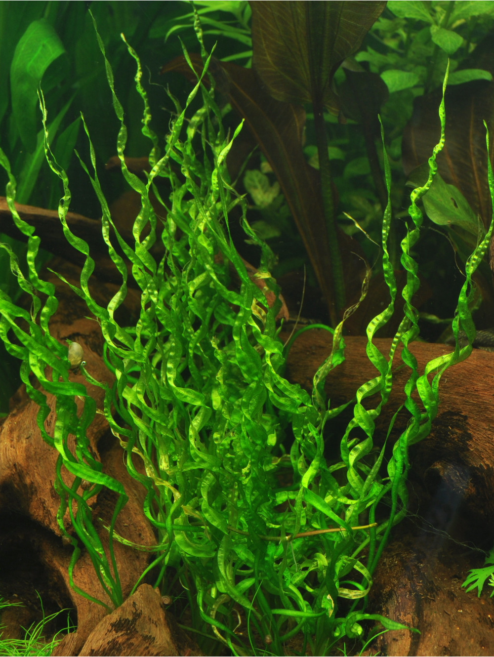 ECH002 Echinodorus vesuvius