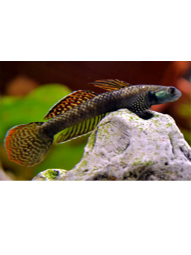 GOB0005 Stiphodon_ornatus
