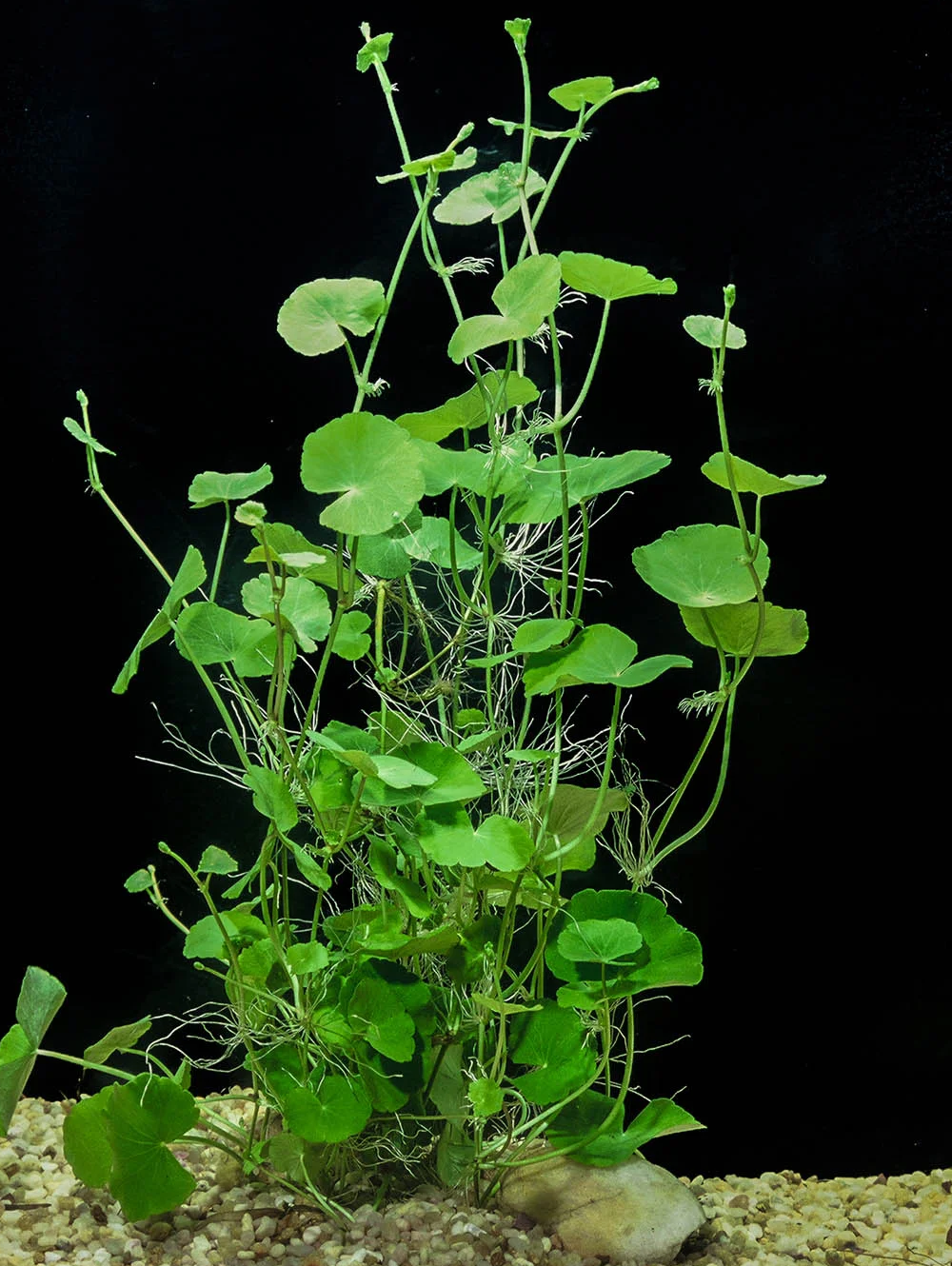 HYD003 Hydrocotyle leucocephala