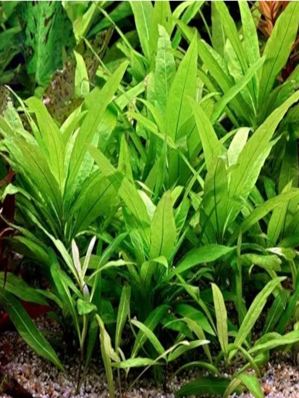 HYG003 Hygrophila corymbosa