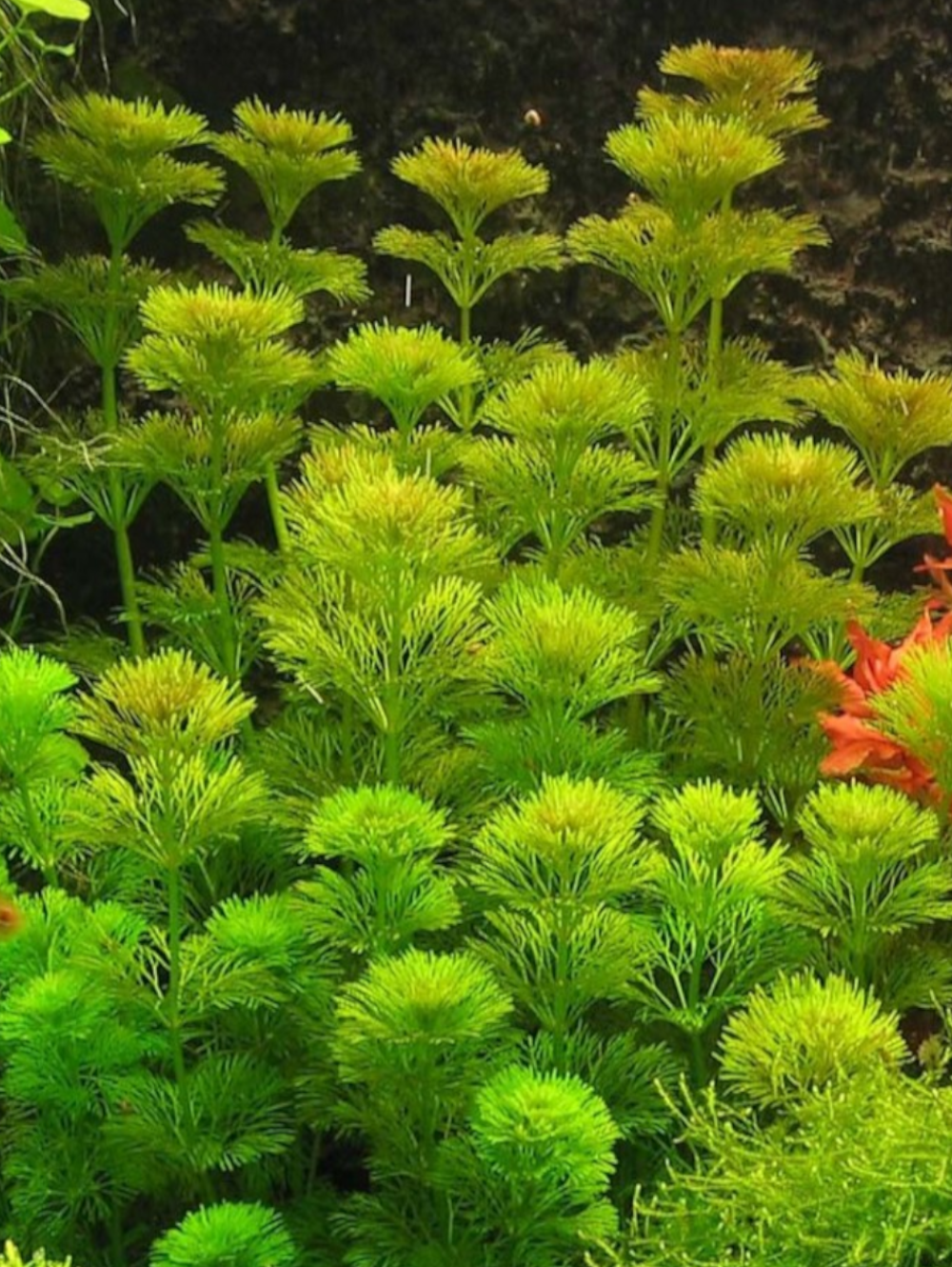 LIM003 Limnophila Sessiliflora