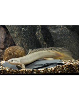 POL0002 polypterus senegalus