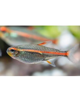 TET0004 Hemigrammus erythrozonus