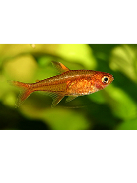 TET0007 Tetra Amandae