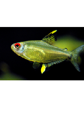 TET0015 tetra limao