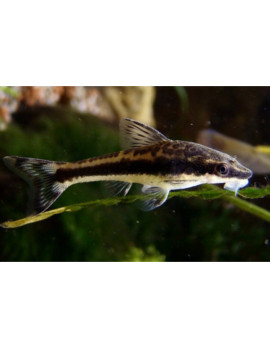 VID0006 otocinclus-affinis