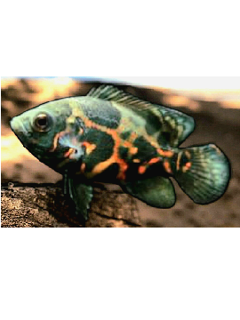 oscar tigre