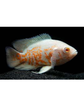 oscar tigre albino