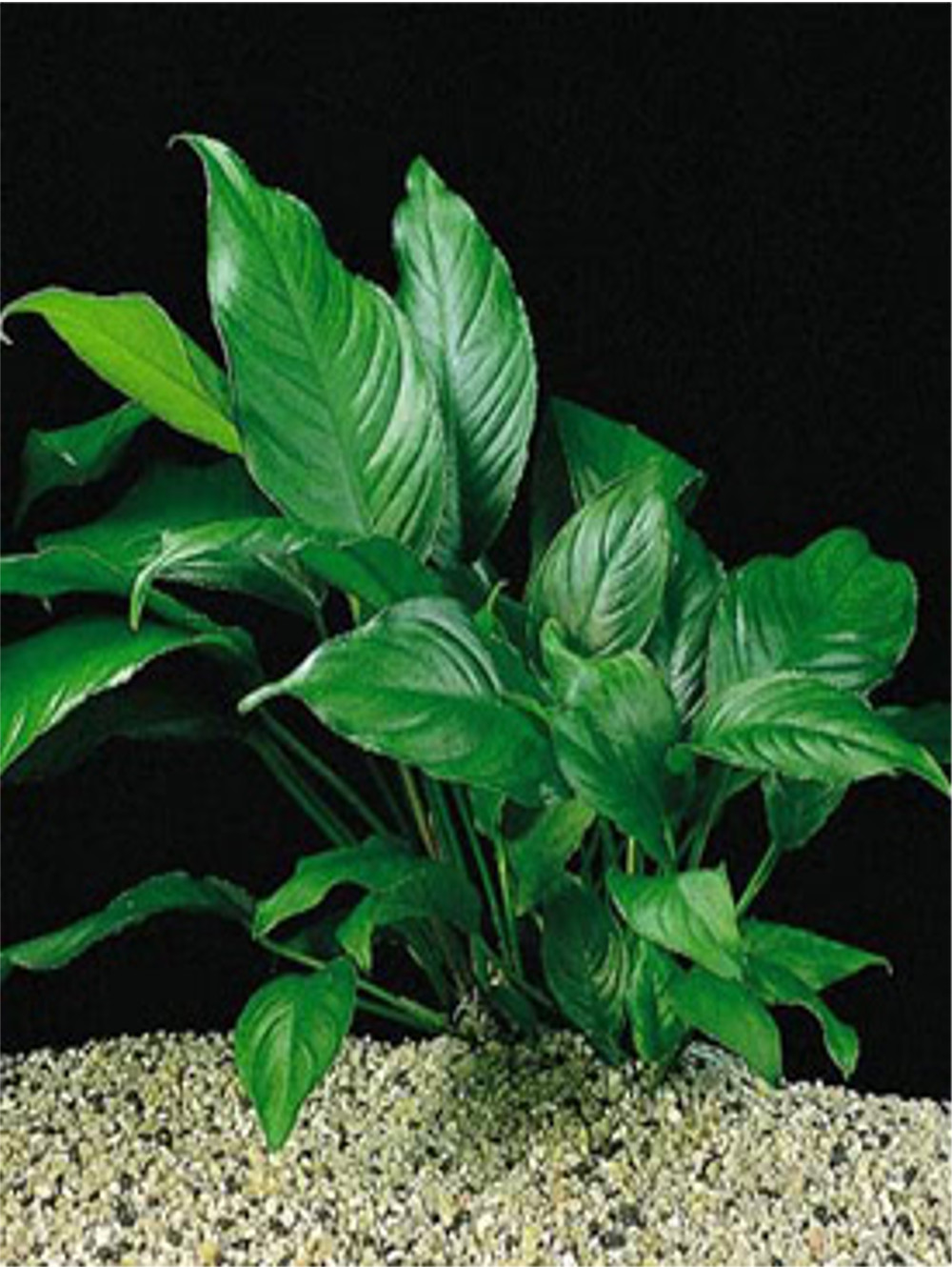 ANU008 anubias heterophylla