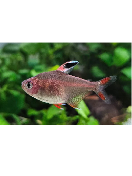TET0016 tetra rosaceus