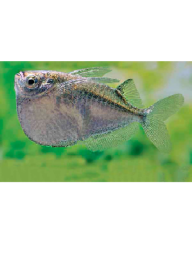 TET0032 Peixe machadinha