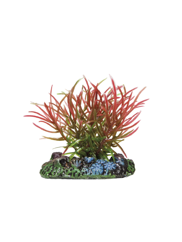 AP1012 planta blyxia vermelha 5 cm